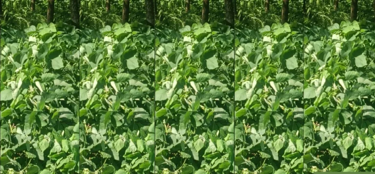 குமரியில்வனக்கொல்லியாய் உருமாறியகளைக்கொல்லியை அழிப்பது எப்போது?சமூக பொதுநல இயக்கம் கேள்வி-