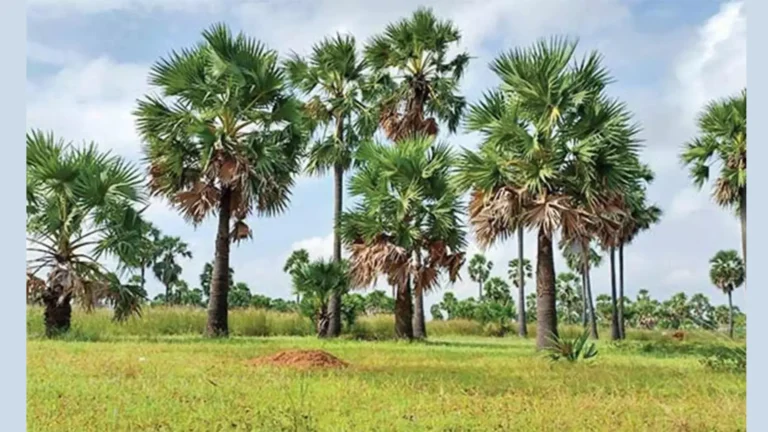 பனைமரங்கள் வெட்ட கலெக்டரின் அனுமதி கட்டாயம்- அரசின் உத்தரவு-சமூக பொதுநல இயக்கம் வரவேற்பு-