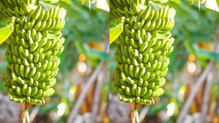 குமரி விவசாயிகளைவாழவைக்கும் வாழையினை காப்பாற்ற வாழைத்திருவிழா -சமூக பொதுநல இயக்கம் வலியுறுத்தல்-
