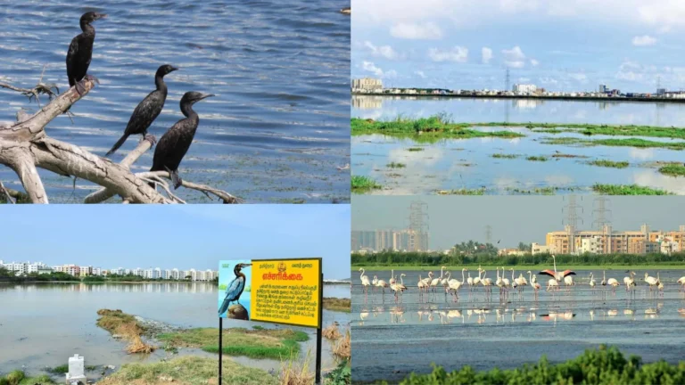 பள்ளிக்கரணை சதுப்புநிலப்பகுதியில் கட்டுமானப்பணிகளுக்கு அனுமதி-சமூக பொதுநல இயக்கம் கண்டனம்.