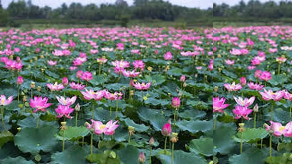 Beautiful waterbody in Kumari district under threat. குமரி-மாவட்டம்-நீர்நிலைகள்-அழகு-ஆபத்து-சமூக பொதுநல இயக்கம்-புகார்