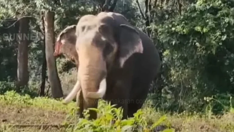 கோதையாறில் யானை மர்ம மரணம்..தேவை நீதிவிசாரணை-சமூக பொதுநல இயக்கம் வலியுறுத்தல்-