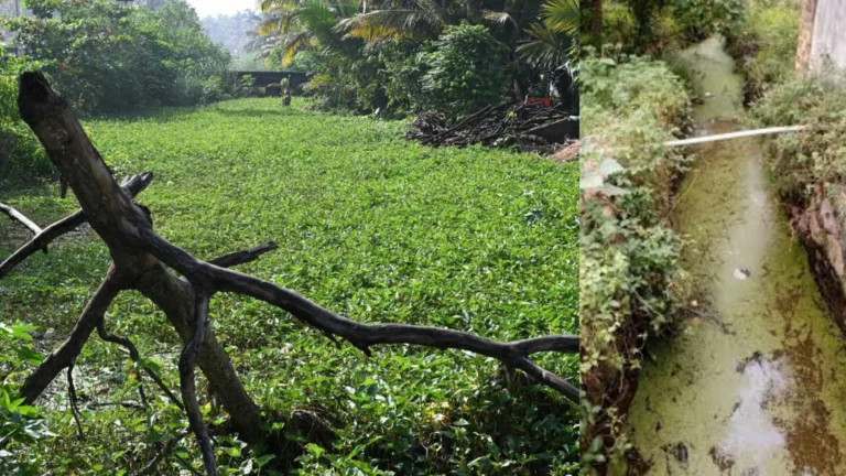 குமரியில் ஆக்கிரமிப்பால் வாய்க்கால் கால்வாய் நிலை