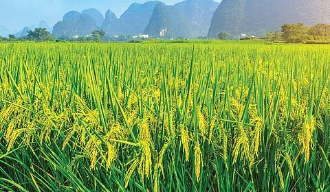 தமிழகத்தில் ஆயிரக்கணக்கான ஏக்கர் விவசாய நிலங்கள் கையகப்படுத்தப்படுகிறதா?
தொழில் வளர்ச்சியா? விவசாய நில அழிவா?
பரந்தூர் முதல் கிருஷ்ணகிரி வரை நில கையகப்படுத்தல் சர்ச்சை
விவசாயிகளின் வாழ்வாதாரம் ஆபத்தில் என சமூக பொதுநல இயக்கம் குற்றச்சாட்டு
தமிழக வளர்ச்சி திட்டங்கள்: விவசாய நிலங்களுக்கு என்ன ஆகும்?
நில ஒருங்கிணைப்பு சட்டம் விவசாயிகளுக்கு பாதிப்பா?
தொழிற்பேட்டை விரிவாக்கத்தால் விவசாய நிலங்கள் குறையுமா?
தமிழக முதல்வர் சொல்ல மறந்த சாதனைகள் என சமூக பொதுநல இயக்கம் விமர்சனம்