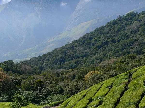 மேற்கு தொடர்ச்சி மலைகள் ஆபத்தில்: IUCN எச்சரிக்கை
தென்னிந்தியாவின் உயிர்நாடி மலைத்தொடர் காக்கப்படுமா?
காலநிலை மாற்றத்தால் பாதிக்கப்படும் மேற்கு தொடர்ச்சி மலைகள்
மேற்கு தொடர்ச்சி மலைகளை பாதுகாப்பது ஏன் அவசியம்?
தென்னிந்திய நதிகளின் தாயகமான மலைத்தொடர் ஆபத்தில்
சுரங்கத் தொழிலும் சுற்றுலாவும் மேற்கு தொடர்ச்சி மலைகளுக்கு அச்சுறுத்தலா?
உயிரினப் பன்முகத்தன்மையின் பொக்கிஷம் அழிவின் விளிம்பில்
மேற்கு தொடர்ச்சி மலைகள் இல்லையெனில் தென்னிந்தியாவின் எதிர்காலம் என்ன?
