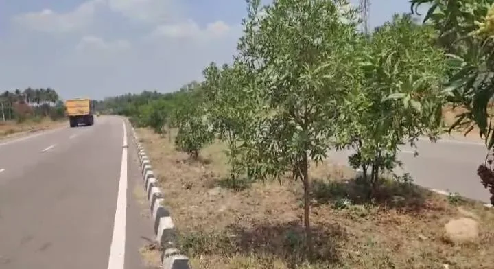 தமிழகத்தில் தடை செய்யப்பட்ட கோனா கார்பஸ் மரங்கள்