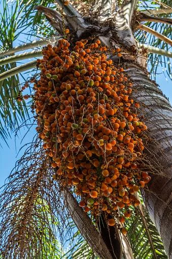 பாமாயில் ஆரோக்கிய பாதிப்பு விவசாயிகள் நலன்