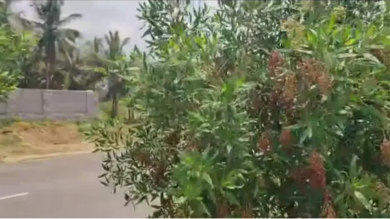 தமிழகத்தில் தடை விதிக்கப்பட்டும் நடப்படும் கோனா கார்பஸ் மரங்களால் சுற்றுச்சூழலுக்கு பாதிப்பு – சமூக பொதுநல இயக்கம் குற்றச்சாட்டு-