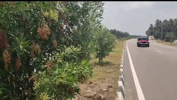 தமிழ்நாடு சுற்றுச்சூழல் செய்திகள்
பூர்வீக மரங்களின் முக்கியத்துவம்
நிலத்தடி நீர் பாதுகாப்பு
சுற்றுச்சூழல் பாதுகாப்பு இயக்கங்கள்