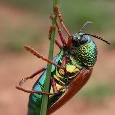 சுற்றுச்சூழல் & பல்லுயிர் பாதுகாப்பு
nvironmental awareness insects