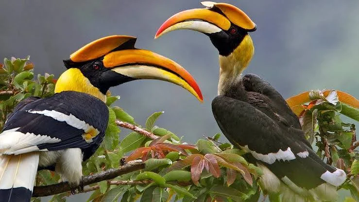 இருவாட்சி பறவை, ஹார்ன்பில் பறவை, காடுகள் அழிவு, வனவிலங்கு பாதுகாப்பு, மேற்குத் தொடர்ச்சி மலை பறவைகள், சுற்றுச்சூழல் பாதுகாப்பு, அரிய பறவை இனங்கள்
