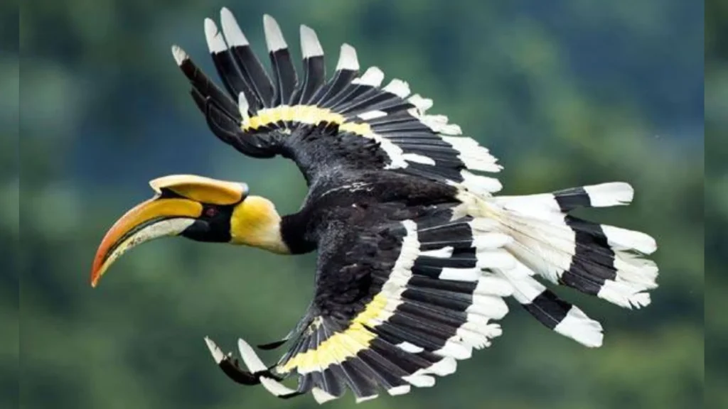 மேற்குத் தொடர்ச்சி மலைகளில் வாழும் அரிய இருவாட்சி (Hornbill) பறவை மற்றும் அதன் இயற்கை வாழ்விடம்