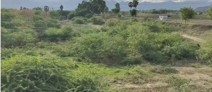 நிட்சேப நதி தென்காசி, காந்தி அஸ்தி நதி, தென்காசி நதி அழிவு, நதி ஆக்கிரமிப்பு தமிழ்நாடு, நிட்சேப நதி மீட்பு