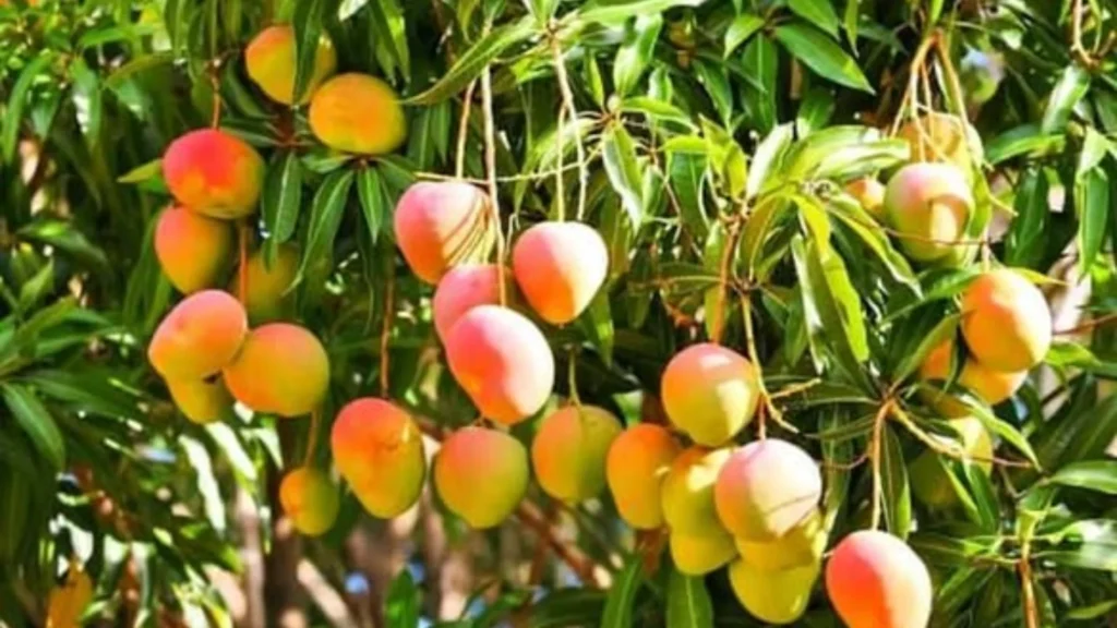 மாம்பழ தோட்டத்தில் நஷ்டத்தால் பாதிக்கப்பட்ட கிருஷ்ணகிரி விவசாயிகள்