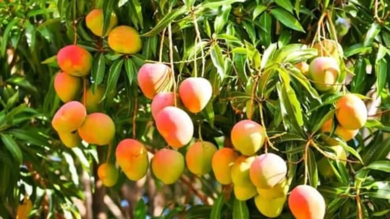 இனிப்பான மாம்பழ நகரத்தில் கசக்கும் விவசாயிகள் வாழ்க்கை – சமூக பொதுநல இயக்கம் குற்றச்சாட்டு-