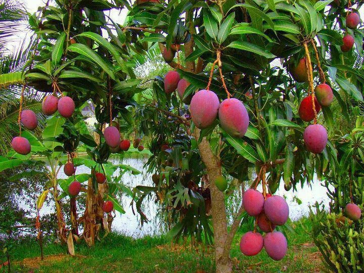 agriculture loss mango farmers