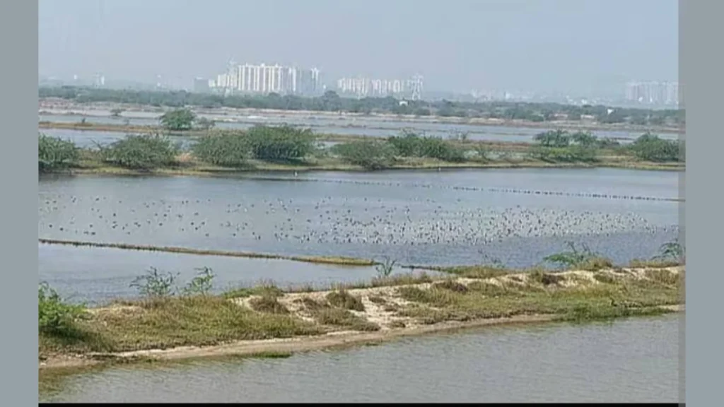 நெம்மேலி உப்பங்கழி பகுதியில் திட்டமிடப்பட்ட மாமல்லன் நீர்தேக்கத் திட்டம்