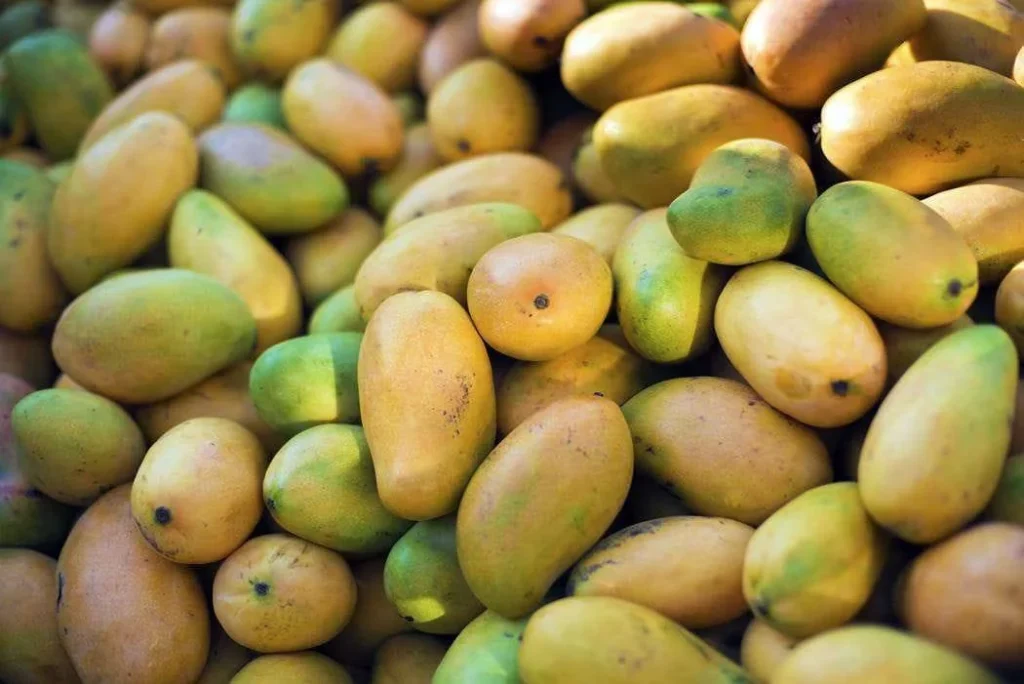 விவசாயிகள் நஷ்டம், மா சாகுபடி குறைவு ஏற்றுமதி பாதிப்பு