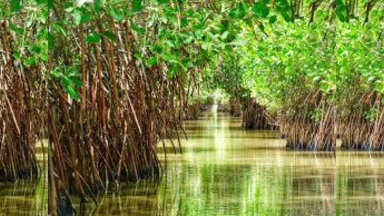 பிச்சாவரம் மாங்குரோவ் காடுகள் மீது இறால் பண்ணைகளின் தாக்கம் மற்றும் சுற்றுச்சூழல் பாதிப்பு
