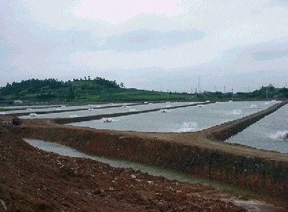 mangrove destruction india
இறால் பண்ணை பாதிப்பு