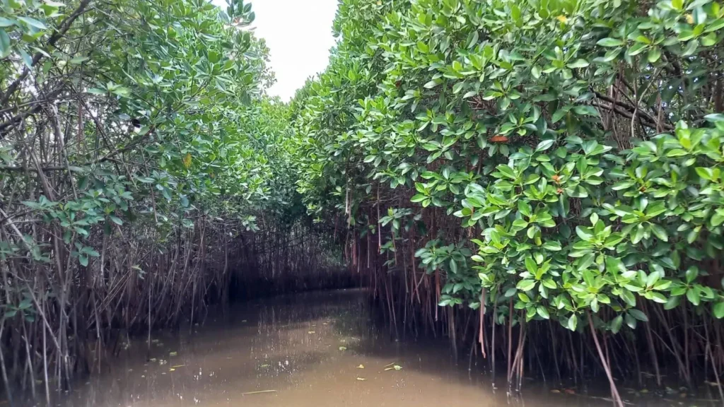 coastal ecosystem damage tamilnadu