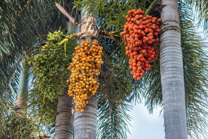palm oil import india