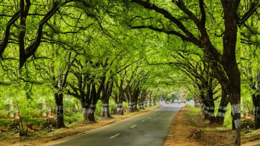 தமிழ்நாட்டில் சாலை மற்றும் அரசு திட்டங்களுக்காக மரங்கள் வெட்டப்படுவது மற்றும் அதன் சுற்றுச்சூழல் விளைவுகள்