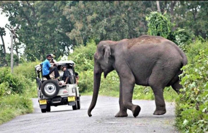 வறட்சி காரணமாக வனவிலங்குகள் உயிரிழப்பு – மேற்கு தொடர்ச்சி மலையில் அவசர நடவடிக்கை தேவை