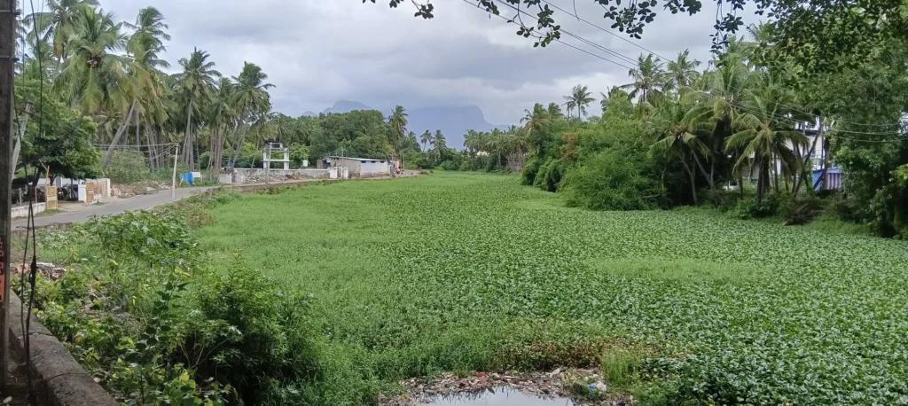 ஆகாயத்தாமரையால் மூடப்படும் பழையாறு: உடனடி நடவடிக்கை தேவை
பழையாற்றின் உயிரியல் சமநிலையை சீர்குலைக்கும் ஆகாயத்தாமரை
குமரியின் பழையாறு ஆபத்தில்: ஆகாயத்தாமரை ஆக்கிரமிப்பு அதிகரிப்பு
நீரோட்டத்தை தடை செய்யும் ஆகாயத்தாமரை செடிகள்
பழையாற்றை மீட்க சமூக பொதுநல இயக்கம் கோரிக்கை