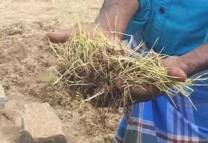 விவசாய உற்பத்தி பாதுகாப்பில் அரசு தவறு என குற்றச்சாட்டு
நெல் கொள்முதல் மையங்களில் அடிப்படை வசதி இல்லாமை
விவசாயிகள் உழைப்பு வீணாகும் நிலை தொடர்கிறது
ரூ.840 கோடி நெல் சேதம்: சமூக பொதுநல இயக்கம் எச்சரிக்கை
உணவு பாதுகாப்புக்கு ஆபத்து: நெல் சேமிப்பு பிரச்சினை