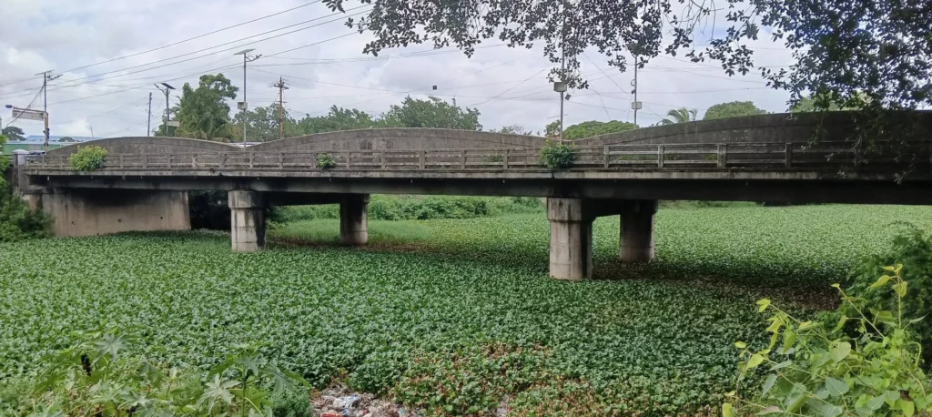 ஆகாயத்தாமரை காரணமாக மீன்வளம் மற்றும் பாசனம் பாதிப்பு
பழையாற்றில் நீர் மாசுபாடு அதிகரிப்பதற்கு காரணம் என்ன?
சுற்றுச்சூழலுக்கு அச்சுறுத்தலாக மாறும் ஆகாயத்தாமரை
பழையாற்றின் எதிர்காலம் கேள்விக்குறியா?
நீர்நிலைகளை காப்போம்: பழையாற்றில் அவசர சீரமைப்பு தேவை