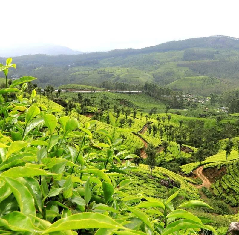 மேகமலையின் இயற்கை அழகை சீர்குலைக்கும் குப்பை பிரச்சினை
சுற்றுலாப் பயணிகள் உருவாக்கும் குப்பை சவால்
மேகமலையை காக்க உடனடி நடவடிக்கை தேவை
Reduce, Reuse, Recycle: மேகமலை பாதுகாப்பின் அவசியம்