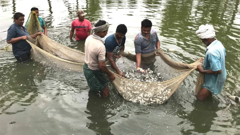 குமரி மாவட்ட மீனவர் கூட்டுறவு சங்க வாக்காளர் பட்டியலில் குளறுபடி – சமூக பொதுநல இயக்கம் புகார்.