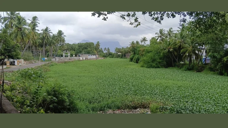ஆகாயத்தாமரை செடிகளின் ஆக்கிரமிப்பினால் பாழாகும் பழையாறு- சமூக பொதுநல இயக்கம் புகார்.