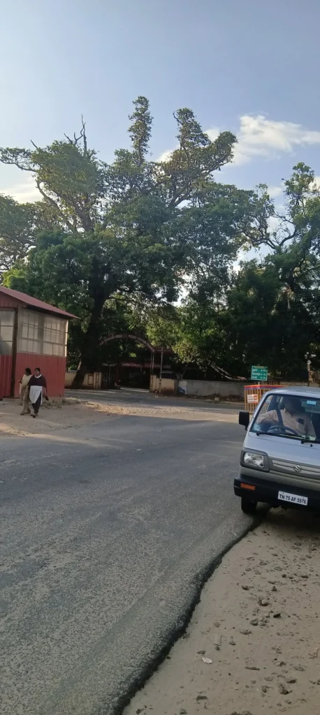வவ்வால் வாழ்விடங்களில் பட்டாசு வெடிப்பை நிறுத்த வேண்டும்
பல்லுயிர் பாதுகாப்புக்காக பணகுடியில் பட்டாசு தடை அவசியம்
வவ்வால்கள் பாதுகாப்பு குறித்து முக்கிய கோரிக்கை
