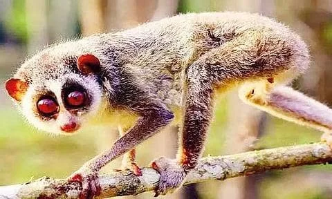 அழிவின் விளிம்பில் சாம்பல் தேவாங்கு – பாதுகாக்க அரசு நடவடிக்கை எடுக்குமா?
தமிழ்நாட்டின் அரிய தேவாங்கு இனத்தை காப்போம் – சமூக பொதுநல இயக்கம் கோரிக்கை
தேவாங்கு வாழ்விடங்கள் ஆபத்தில் – சட்டவிரோத வேட்டை மற்றும் சுரங்கப்பணிக்கு எதிர்ப்பு
கடவூர் சரணாலயம் மட்டும் போதுமா? தேவாங்கு பாதுகாப்பு குறித்து கேள்வி
சாம்பல் தேவாங்கு அழிவு – பல்லுயிர் பாதுகாப்புக்கு எச்சரிக்கை மணி