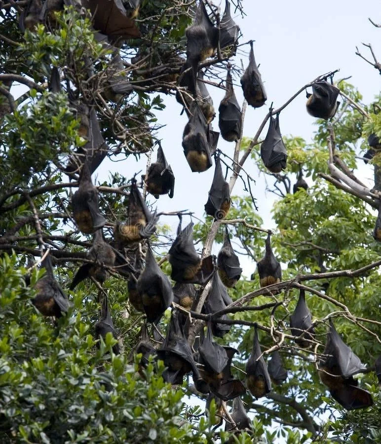 பணகுடி வவ்வால்கள் வாழ்விடத்தில் பட்டாசு வெடிக்கத் தடை கோரிக்கை
வவ்வால்களை காக்க பணகுடியில் பட்டாசு வெடிப்பை தடை செய்ய வேண்டும்
பட்டாசு சத்தத்தால் பாதிக்கும் வவ்வால்கள் – சமூக பொதுநல இயக்கம்
வவ்வால்களின் வாழ்விடத்தை பாதுகாக்க புதிய கோரிக்கை