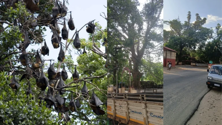 பணகுடியில் வவ்வால்கள் வாழ்விடத்தில் பட்டாசு வெடிக்கத் தடை – சமூக பொதுநல இயக்கம் வலியுறுத்தல்.