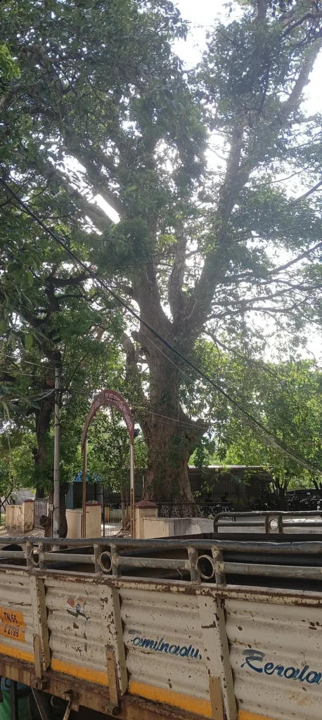 பணகுடி வவ்வால்கள் பாதுகாப்பு குறித்து சமூக பொதுநல இயக்கம் வலியுறுத்தல்
பட்டாசுகள் வவ்வால்களுக்கு ஆபத்து – நடவடிக்கை எடுக்குமா அரசு?
சுற்றுச்சூழலின் நண்பர்களான வவ்வால்களை காக்க வேண்டிய நேரம்